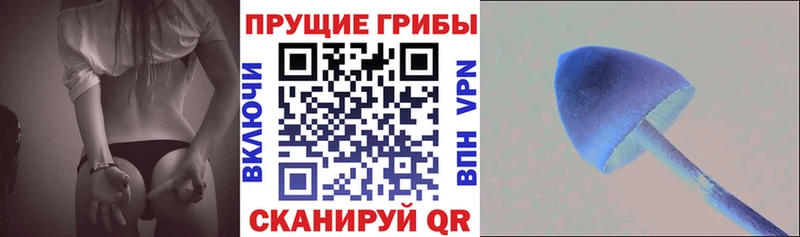 Псилоцибиновые грибы Psilocybe Светлогорск